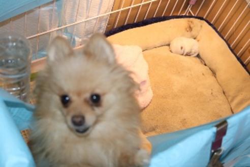 販売中のポメラニアンの親犬